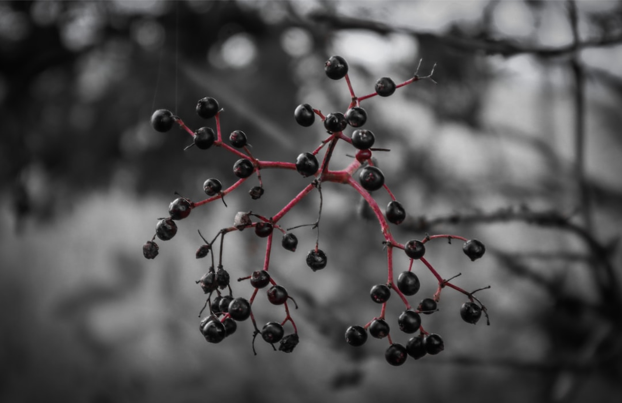 When to use Elderberry Syrup?